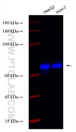 AFP Antibody in Western Blot (WB)