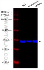 Beta Actin Antibody in Western Blot (WB)