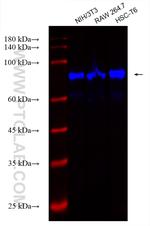 STIM1 Antibody in Western Blot (WB)