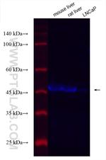 IDH1 Antibody in Western Blot (WB)