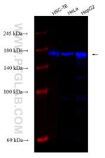 EEA1 Antibody in Western Blot (WB)