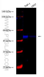 Caspase 1 Antibody in Western Blot (WB)