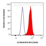 MYL7 Antibody in Flow Cytometry (Flow)