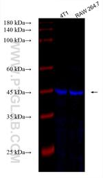 TGFB1 Antibody in Western Blot (WB)