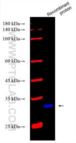 Phospho-TAK1 (Thr187) Antibody in Western Blot (WB)