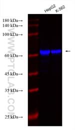 IGF2BP3 Antibody in Western Blot (WB)