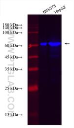 IGF2BP3 Antibody in Western Blot (WB)