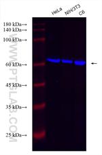 USP14 Antibody in Western Blot (WB)