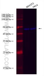 USP14 Antibody in Western Blot (WB)