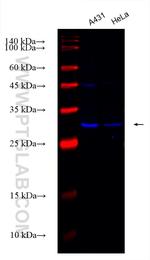 VDAC3 Antibody in Western Blot (WB)