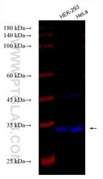 Emerin Antibody in Western Blot (WB)