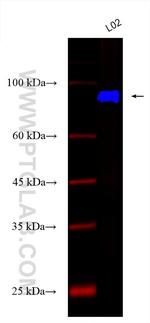 KIF15 Antibody in Western Blot (WB)