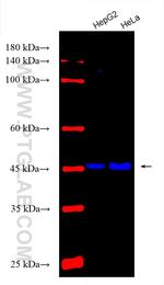 ALPL Antibody in Western Blot (WB)