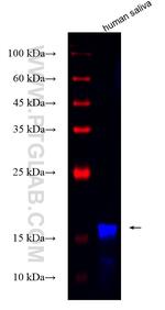 OS9 Antibody in Western Blot (WB)