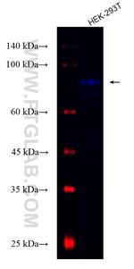 LAMB2 Antibody in Western Blot (WB)