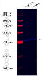 SCN3B Antibody in Western Blot (WB)