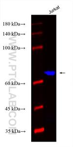 ACAP1 Antibody in Western Blot (WB)