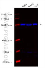 ANO4 Antibody in Western Blot (WB)