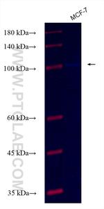 TMEM132E Antibody in Western Blot (WB)