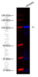 AKAP3 Antibody in Western Blot (WB)