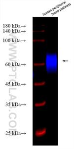 CD226 Antibody in Western Blot (WB)