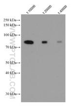 RILP Antibody in Western Blot (WB)