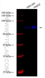 FOXO1 Antibody in Western Blot (WB)