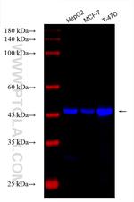 PTPN18 Antibody in Western Blot (WB)