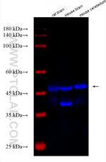 GABRA2 Antibody in Western Blot (WB)