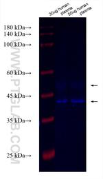 SHBG Antibody in Western Blot (WB)