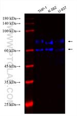 TNFR2 Antibody in Western Blot (WB)