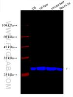 SLC25A5 Antibody in Western Blot (WB)