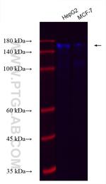 ZO-2 Antibody in Western Blot (WB)