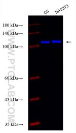 NEDD4 Antibody in Western Blot (WB)