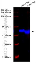 FMO1 Antibody in Western Blot (WB)
