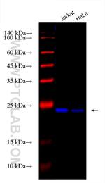SAR1A Antibody in Western Blot (WB)