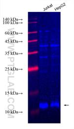 Cytochrome c Antibody in Western Blot (WB)