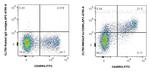 Fas/CD95 Antibody in Flow Cytometry (Flow)