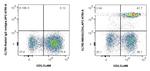 CD4 Antibody in Flow Cytometry (Flow)