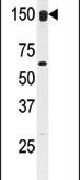 CLASP2 Antibody in Western Blot (WB)