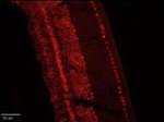 CLCN4 Antibody in Immunohistochemistry (IHC)