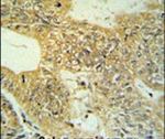 Claudin 23 Antibody in Immunohistochemistry (IHC)