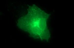 CLDN6 Antibody in Immunocytochemistry (ICC/IF)
