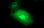 CLDN6 Antibody in Immunocytochemistry (ICC/IF)