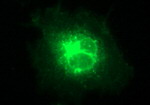 CLDN6 Antibody in Immunocytochemistry (ICC/IF)