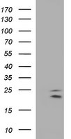 CLDN6 Antibody in Western Blot (WB)