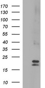 CLDN6 Antibody in Western Blot (WB)