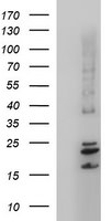 CLDN6 Antibody in Western Blot (WB)