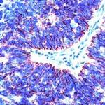 Claudin 7 Polyclonal Antibody