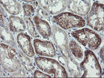 CLEC4E Antibody in Immunohistochemistry (Paraffin) (IHC (P))